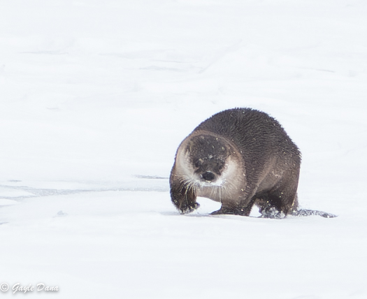 River Otter